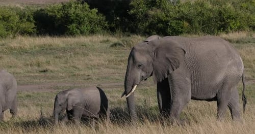 952023 Afrikanischer Elefant, loxodonta africana, Mutter und Kalb, Masai Mara Park in Kenia, Echtzeit 4K