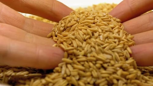 Uncooked Oats Displayed Close Up with Hands