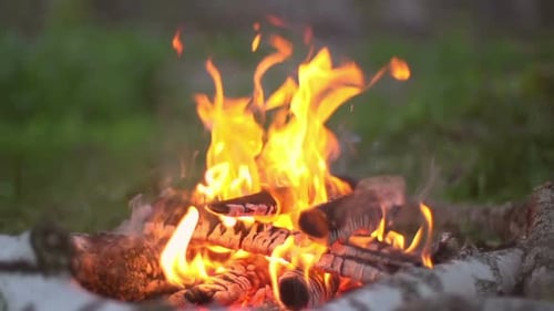 Campfire Burning Brightly in a Peaceful Forest Setting