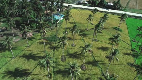 Flying Over Coconut Trees Among Rice Field