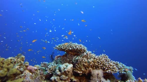 Arrecife tropical subacuático