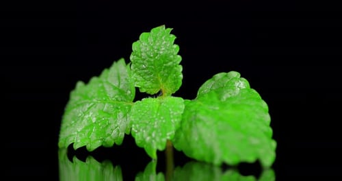 Les feuilles de menthe fraîche tournent lentement.