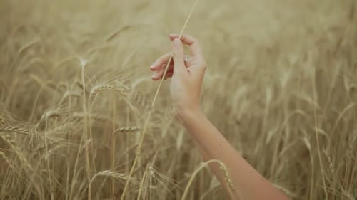 Woman's Hand Running Through Wheat Field