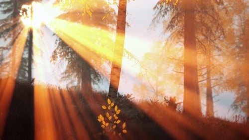 Sunrise Fog in Birch Tree Forest