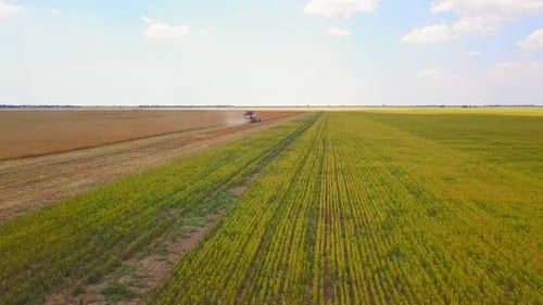 Drone View of Modern Combine Harvester. During Harvesting