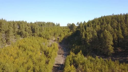 Forest From Above