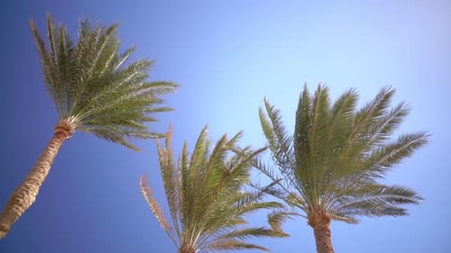 Palm Trees Swaying on Breezy Day Against Blue Sky
