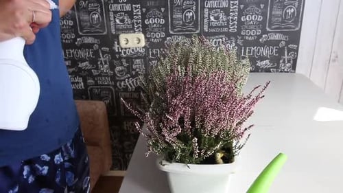 Woman Sprays Water on Heather Plant Indoors