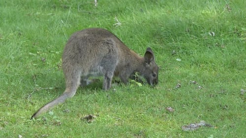 Nahaufnahme eines niedlichen Baby-Kängurus, das Gras der Weide in der Natur isst, 4k Prores -