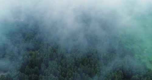 The camera flies over a beautiful green forest covered with fog