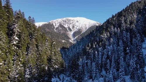 Verschneite Berge und Pinienwälder