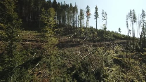 FPV-Drohne aus der Vogelperspektive Drohnenaufnahmen: Fliegen über abgeholzten und zerbrochenen Bäumen im Bergwald.
