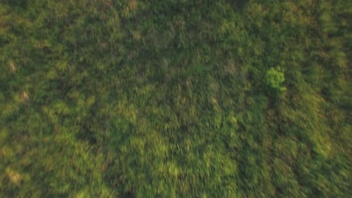 Aerial flight above the agricultural field with green grass
