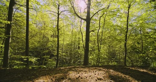 Forest Woods As Camera Tilts Upward Revealing Tall Trees and Bright Sun