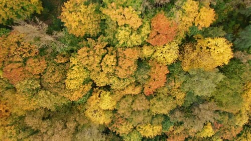 Aerial View of Vibrant Fall Forest Canopy