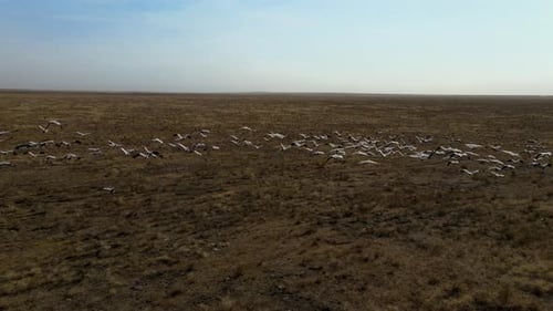Flock of Cranes Flying. Flock of Migratory Bird Fly Over Steppes To China. Hdr Slow Motion