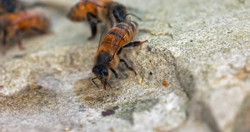European Honey Bee, apis mellifera, Bees drinking Water on a Stone, Normandy, Real Time 4K