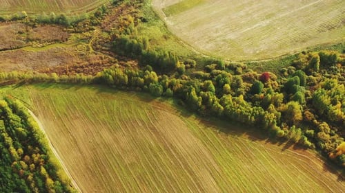 Aerial View Autumn Empty Field With Windbreaks Landscape