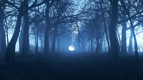 Waldgasse im dichten Nebel. Kahle Bäume im Winter. Dunkle stimmungsvolle Landschaft
.