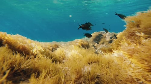 Fische schwimmen zwischen den Felsen unter dem Meer