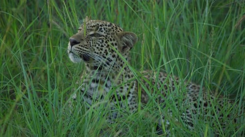 A focused leopard