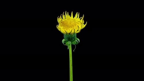 Yellow Dandelion Head Closing Petals in Time Lapse on a Black Background