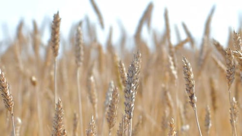 Wheat Field in Sunlight