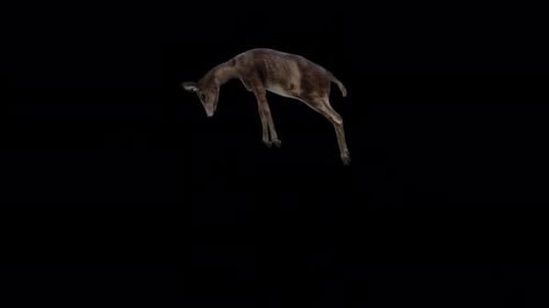Black Deer Doe Jump von der Seite