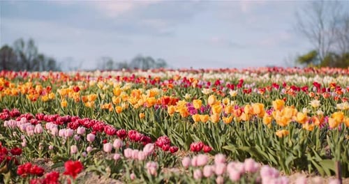 Blooming Tulips on Agriculture Field