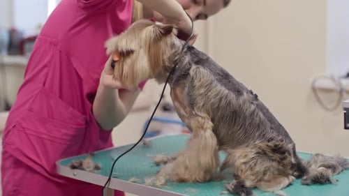 Dog Getting Groomed at Professional Pet Salon