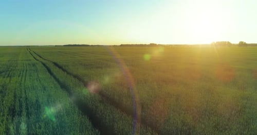Low Altitude Flight Above Rural Summer Field with Endless Yellow Landscape at Summer Sunny Evening