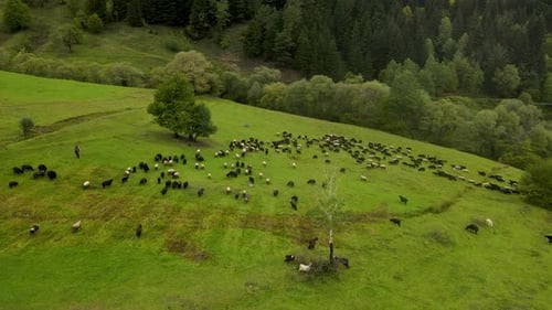 Schafherde