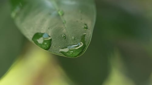 Water Droplets Glisten on a Vibrant Green Leaf