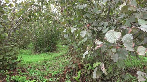 Hazelnut Tree