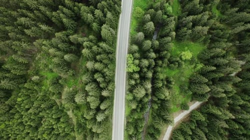 Aerial Drone Top View of Green Pine Trees in Forest Car Driving Along the Forest Road