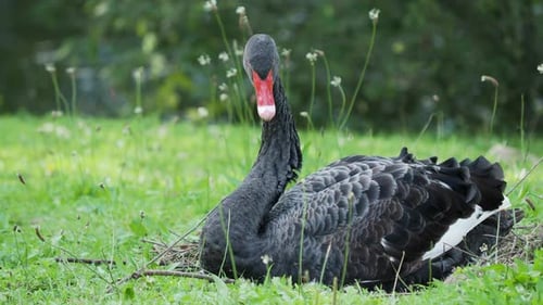 Schwarzer Schwan, Cygnus Atratus, großer Wasservogel sitzt auf Gras