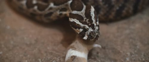 Snake Eats Mouse in Close Up Footage