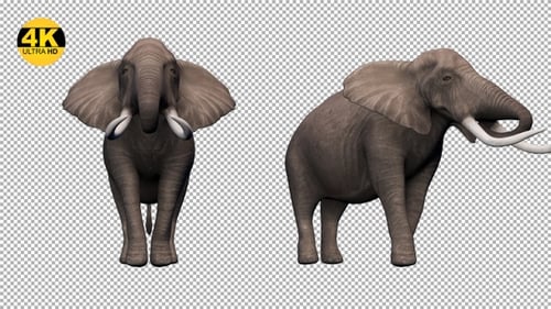 Elefanten-Trinkpack (4 Stück)
