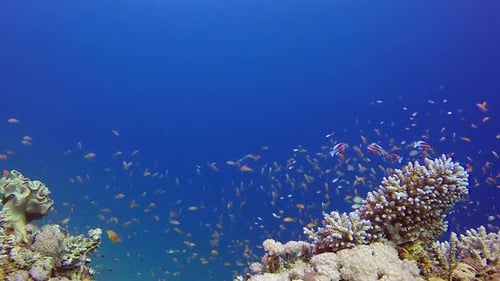 Colorful Reef Scene