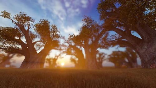 Animated Baobab Trees with Sunset in African Savanna