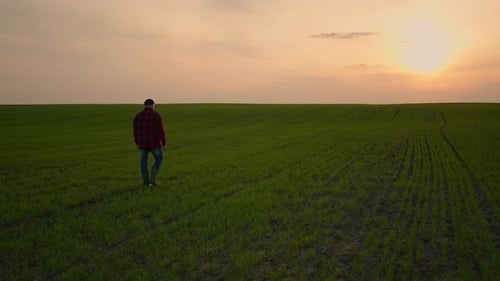 Elderly Male Tractor Farmer at Sunset Walks Across the Field in Slow Motion After Day's Work