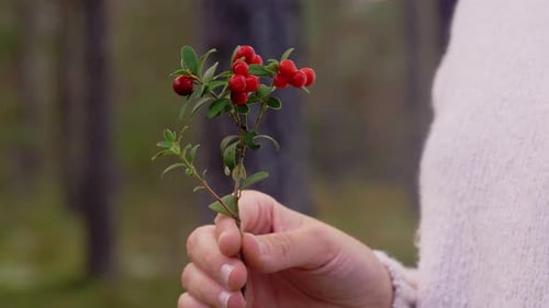 Gros plan d'une femme avec des myrtilles dans la forêt