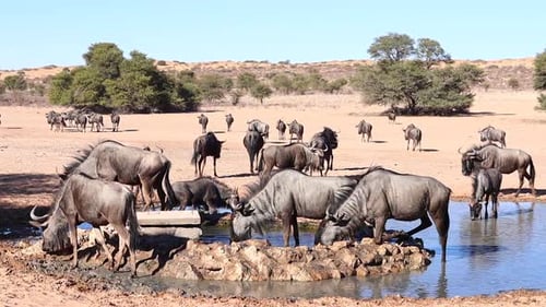 A confusion of Wildebeest congregate at man made desert watering hole