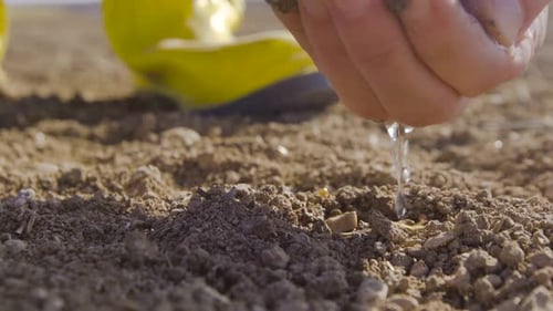 Hand Planting Seeds in Fertile Soil