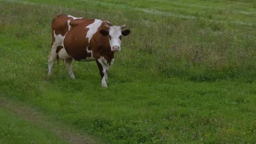 Cows Stand on a Green Pasture