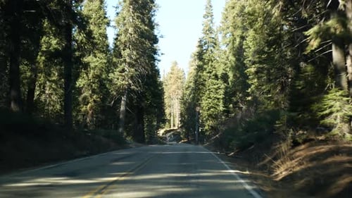 Auto fahren im Sequoia Forest: Perspektivischer Blick aus dem Auto