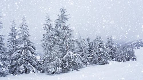 Beautiful Fluffy Snow on Tree Branches