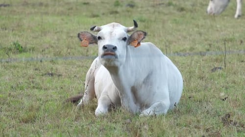 Nahaufnahme einer weißen Kuh in ländlicher Feldfarm