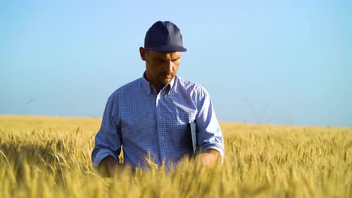 Farm specialist walking in wheat field with tablet and examining crops
