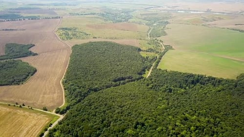 Aerial view of green summer forest with many fresh trees and rural farm fields.